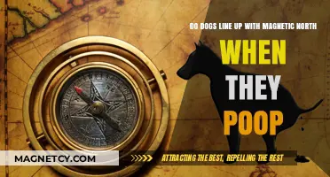 Canine Compass: Do Dogs Align with Magnetic North When They Poop?