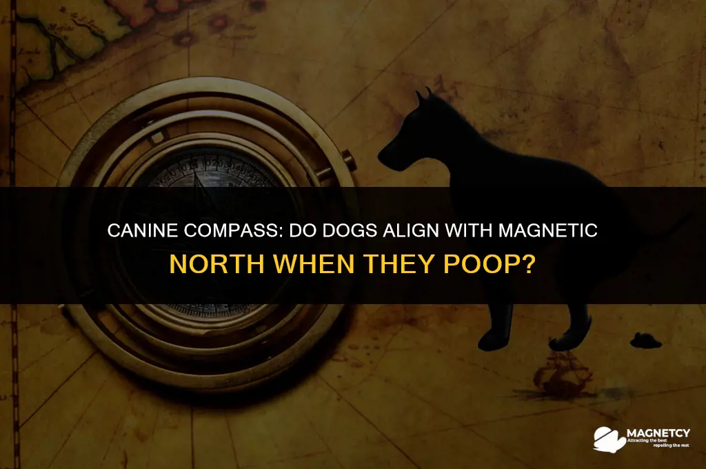 do dogs line up with magnetic north when they poop