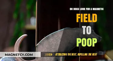 Do Dogs Use Earth's Magnetic Field as a Pooping Compass?