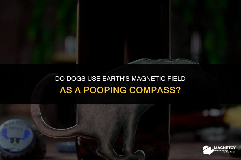 do dogs look for a magnetic field to poop