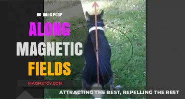 Exploring the Myth: Do Dogs Really Poop Along Magnetic Fields?