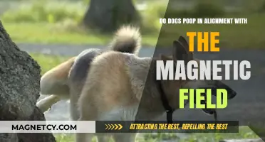 Canine Constellations: Do Dogs Align Their Pooping with Earth's Magnetic Field?