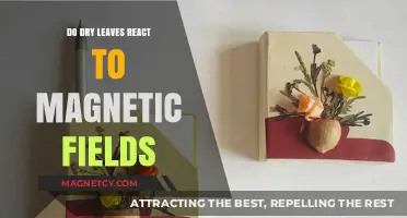 Exploring the Magnetic Mysteries of Dry Leaves