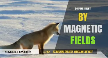 Exploring the Myth: Do Foxes Hunt Using Magnetic Fields?