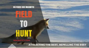 Foxes and Magnetoreception: Unveiling the Mystery of Magnetic Field Hunting