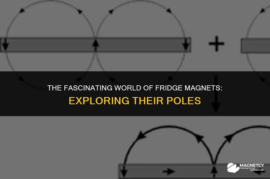 do fridge magnets have a north and south pole