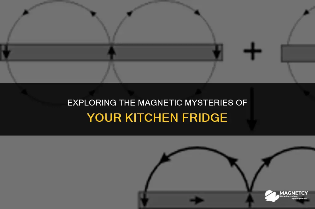 do fridges have magnetic fields