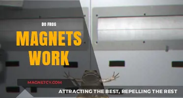 Exploring the Quirky World of Frog Magnets: Do They Really Work?