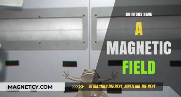 Exploring the Hidden Forces: Do Frogs Possess a Magnetic Field?
