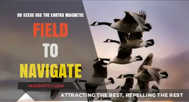 Do Geese Navigate Using Earth's Magnetic Field? Unveiling the Mystery