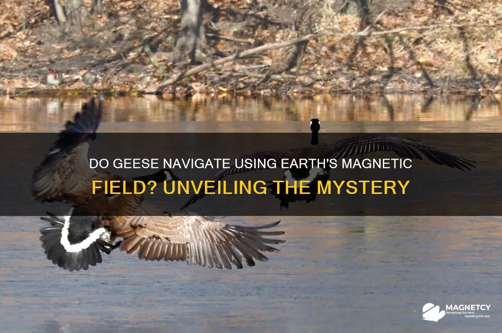 do geese use the earths magnetic field to navigate