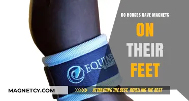 Unveiling the Mystery: Do Horses Really Have Magnets on Their Feet?