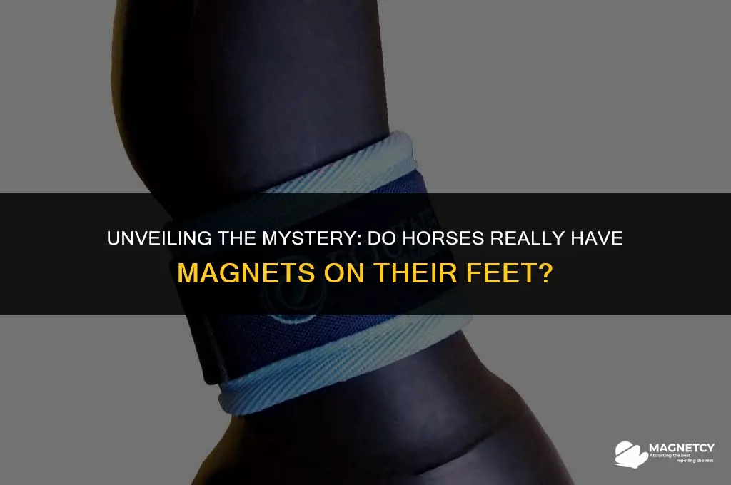 do horses have magnets on their feet