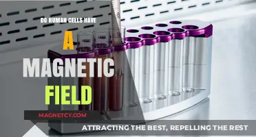 Exploring the Intriguing Link Between Human Cells and Magnetic Fields