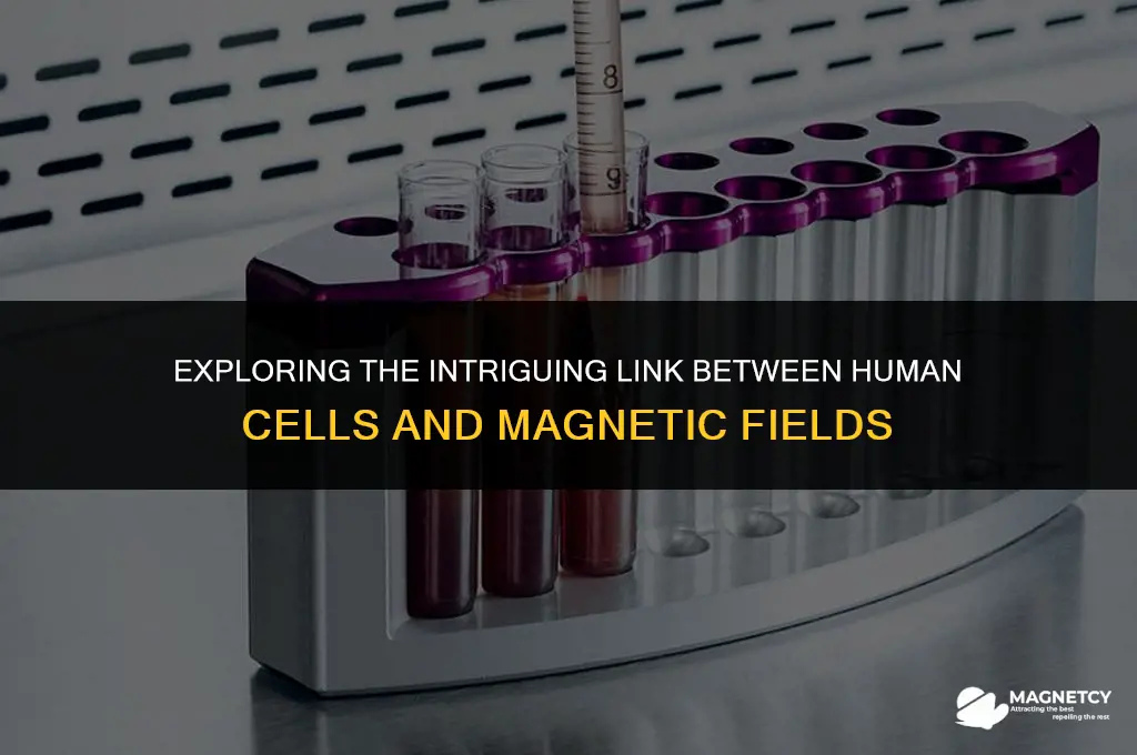 do human cells have a magnetic field