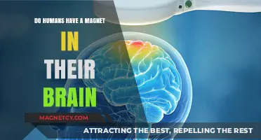 Exploring the Magnetic Mysteries of the Human Brain