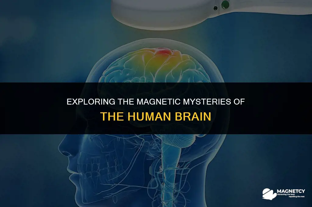 do humans have a magnet in their brain
