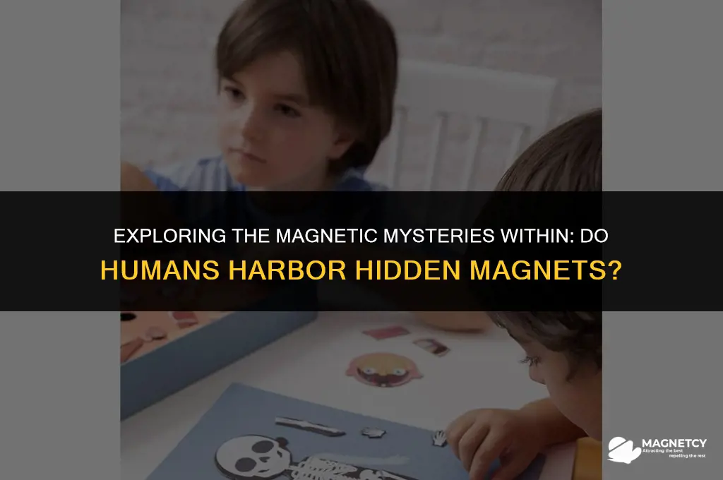 do humans have magnets in their bodies