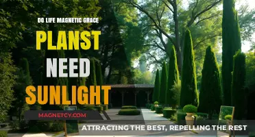 Do Life Magnetic Grace Plans Need Sunlight?