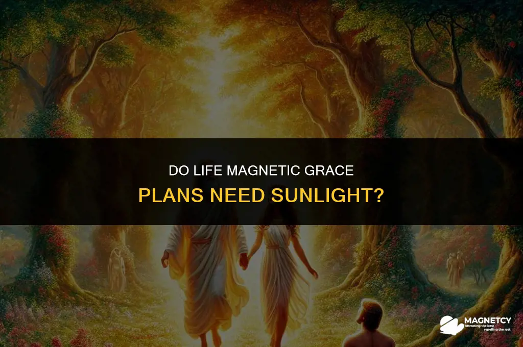 do life magnetic grace planst need sunlight