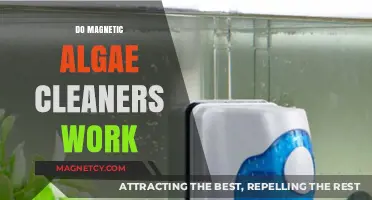 Exploring the Effectiveness of Magnetic Algae Cleaners: A Comprehensive Guide