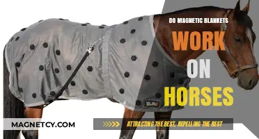 Exploring the Effectiveness of Magnetic Blankets for Horses