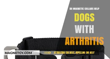 Exploring the Benefits of Magnetic Collars for Arthritic Dogs