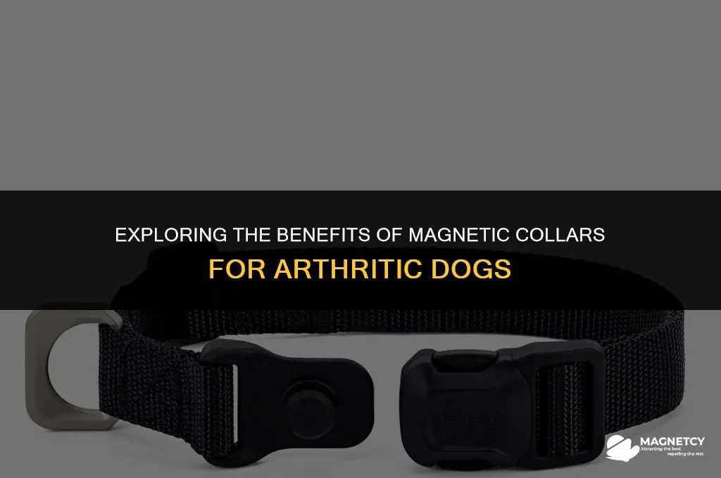 do magnetic collars help dogs with arthritis