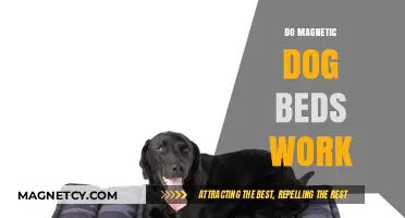 Exploring the Benefits of Magnetic Therapy in Dog Beds