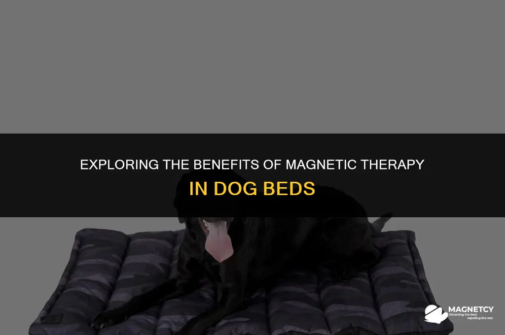 do magnetic dog beds work