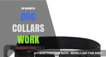Exploring the Effectiveness of Magnetic Dog Collars: A Comprehensive Guide