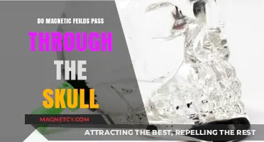 Exploring the Permeability of Magnetic Fields Through the Human Skull
