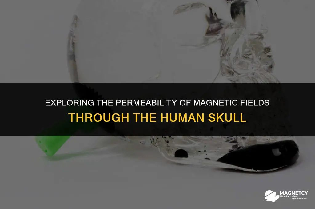 do magnetic feilds pass through the skull