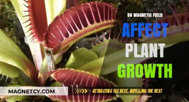 Exploring the Impact of Magnetic Fields on Plant Growth