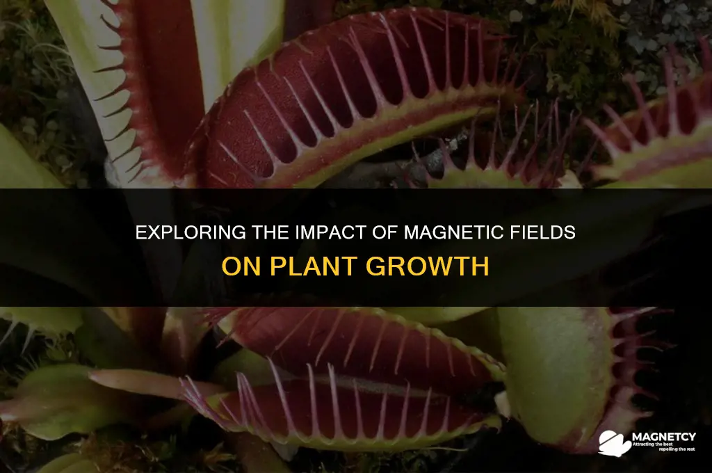 do magnetic field affect plant growth
