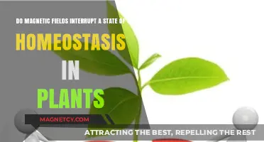 Exploring the Impact of Magnetic Fields on Plant Homeostasis
