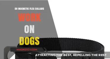 Exploring the Effectiveness of Magnetic Flea Collars for Canines