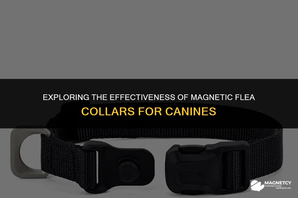 do magnetic flea collars work on dogs