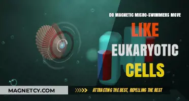 Mimicking Nature: Do Magnetic Micro-Swimmers Move Like Eukaryotic Cells?