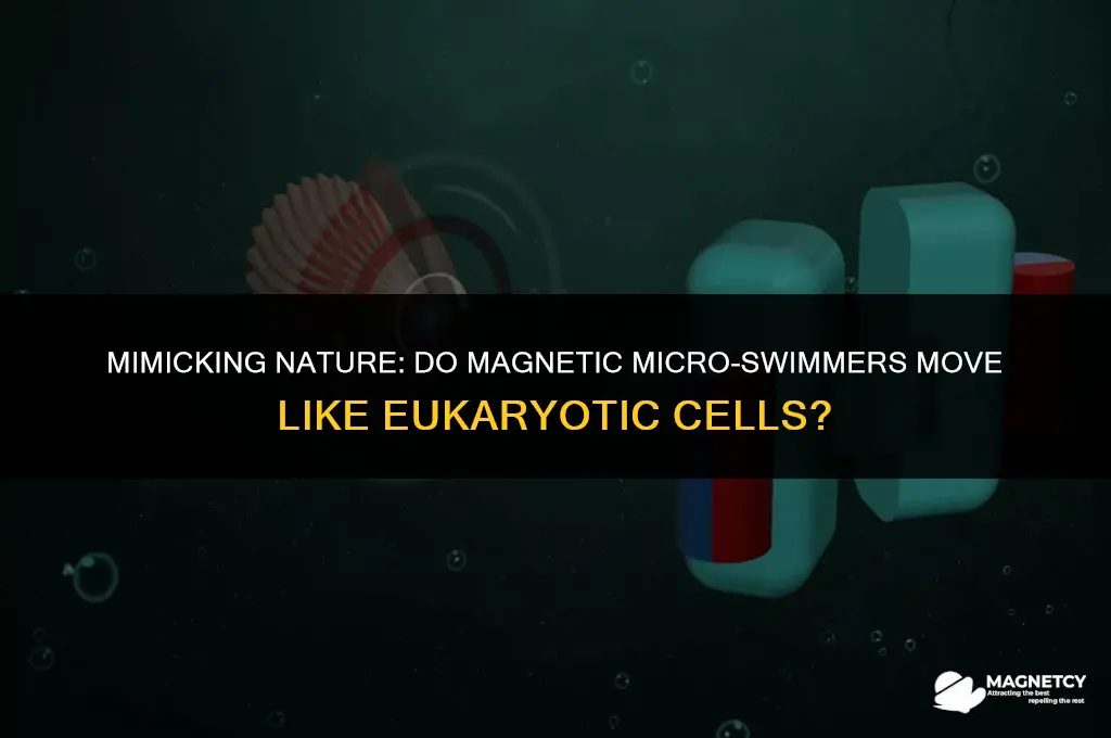 do magnetic micro-swimmers move like eukaryotic cells