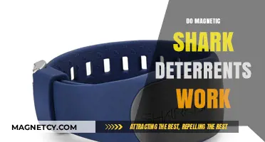 Debunking Myths: The Truth About Magnetic Shark Deterrents