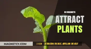 Magnetic Influence on Plants: Do Magnets Attract or Repel Growth?