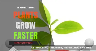 Exploring the Myth: Do Magnets Really Boost Plant Growth?