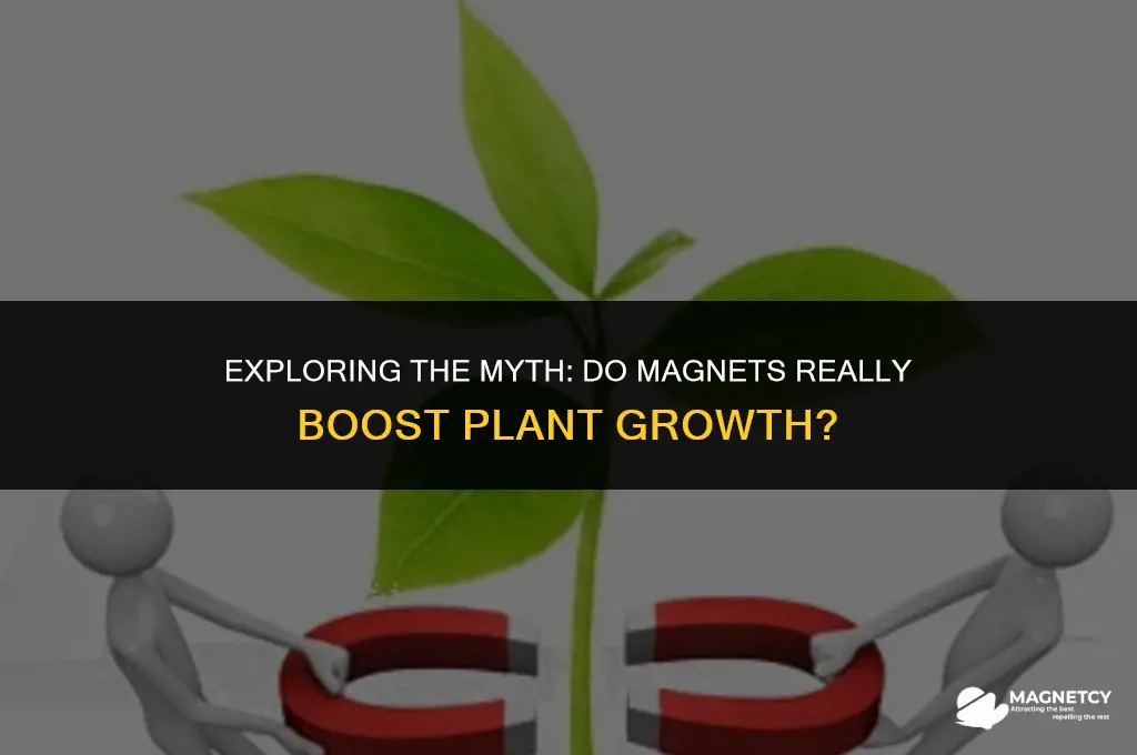 do magnets make plants grow faster