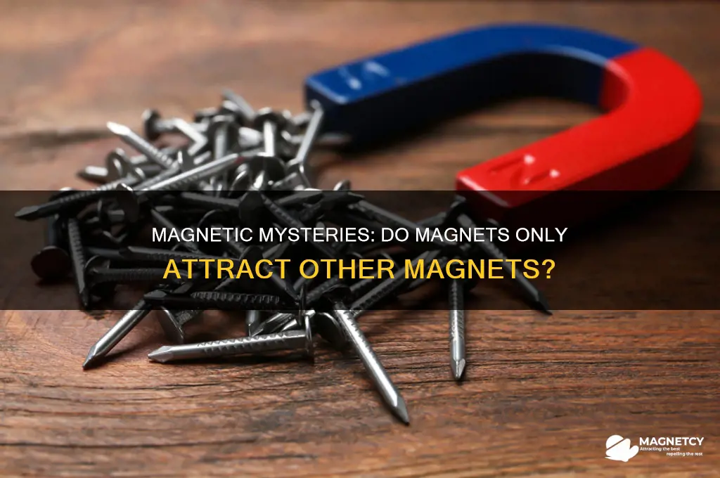 do magnets only attract other magnets