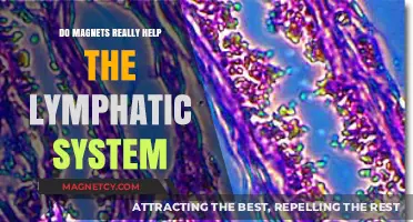 Exploring the Truth: Do Magnets Really Boost Lymphatic Health?