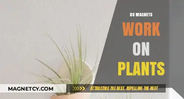 Exploring the Effects of Magnets on Plant Growth and Health