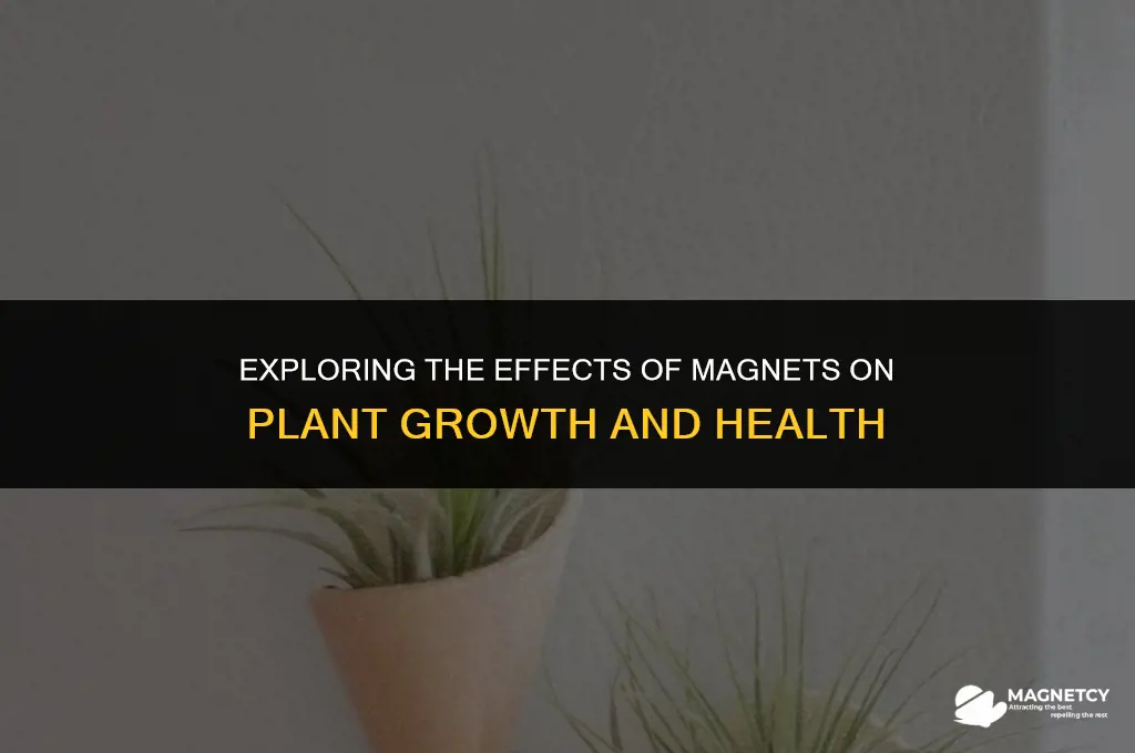 do magnets work on plants