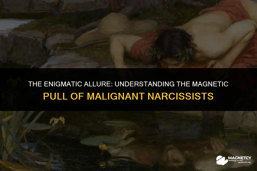 do malignant narcs have a magnetic pull
