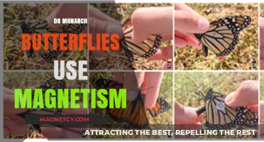 Do Monarch Butterflies Navigate Using Earth's Magnetic Fields?